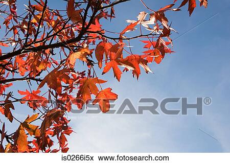 Autumn leaves on tree View Large Photo Image Stock Photo - Autumn leaves on tree. Fotosearch