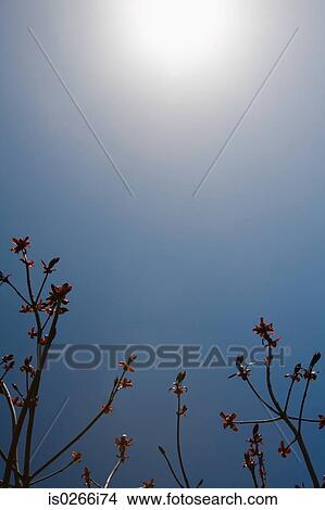 Picture - Blossom. Fotosearch