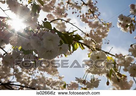 Blossom View Large Photo Image Stock Photo - Blossom. Fotosearch