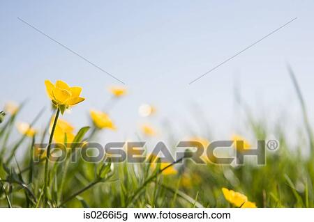 Buttercups View Large Photo Image Stock Image - Buttercups. Fotosearch