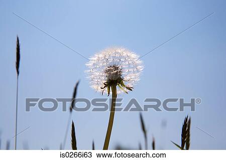 Dandelion clock View Large Photo Image Stock Image - Dandelion clock. Fotosearch