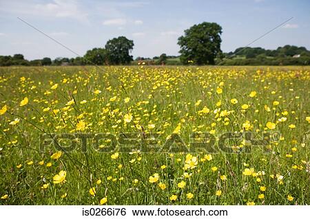 Stock Photograph - Field of buttercups. Fotosearch
