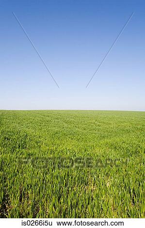 Stock Photograph - Field of grass. Fotosearch