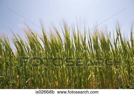 Field of wheat View Large Photo Image Stock Image - Field of wheat. Fotosearch