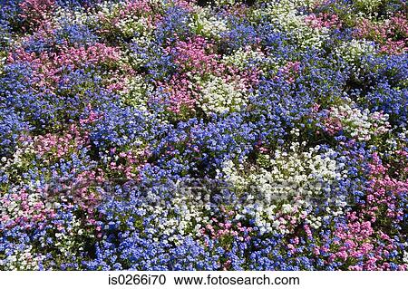 Stock Image - Flower bed. Fotosearch