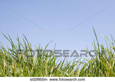 Picture - Grass. Fotosearch