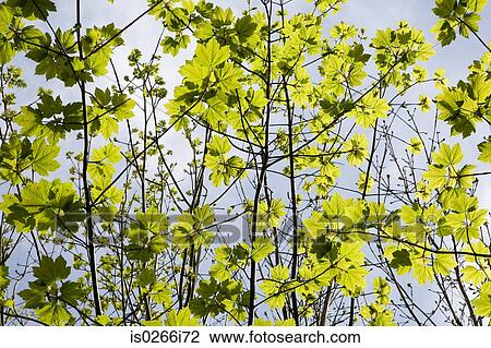 Leaves View Large Photo Image Stock Image - Leaves. Fotosearch