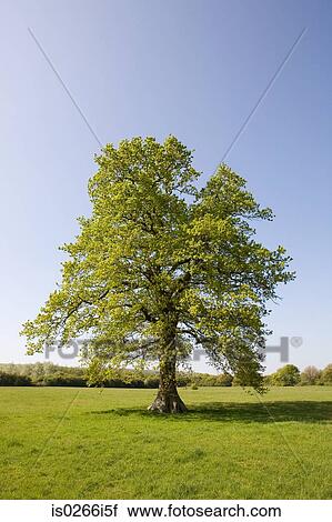 Stock Image - Oak tree in summer. Fotosearch