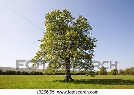 Oak tree in summer View Large Photo Image Stock Photography - Oak tree in summer. Fotosearch
