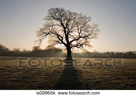 Oak tree in winter View Large Photo Image Stock Image - Oak tree in winter. Fotosearch