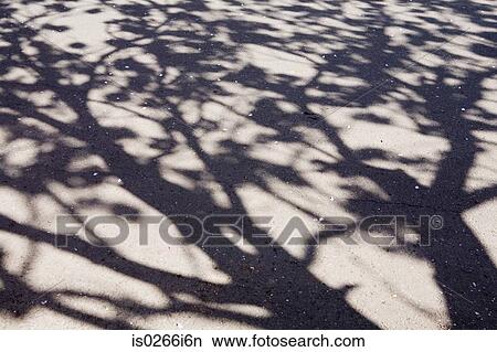 Shadow of tree View Large Photo Image Picture - Shadow of tree. Fotosearch