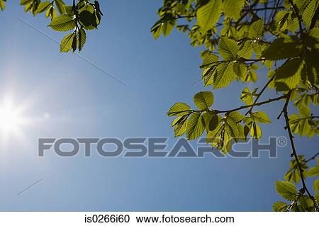 Sunlight and leaves View Large Photo Image Stock Image - Sunlight and leaves. Fotosearch