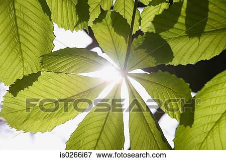 Sunlight through leaves View Large Photo Image Stock Photo - Sunlight through leaves. Fotosearch