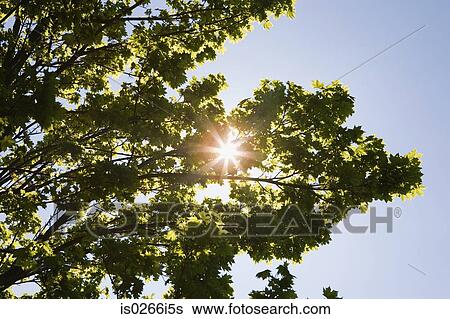 Sunlight through tree View Large Photo Image Stock Photograph - Sunlight through tree. Fotosearch