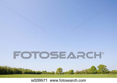 Trees in a field View Large Photo Image Stock Image - Trees in a field. Fotosearch