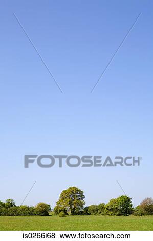 Trees in a field View Large Photo Image Stock Photo - Trees in a field. Fotosearch