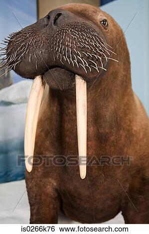 Stock Photograph - A stuffed walrus. Fotosearch
