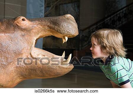 Boy looking at a stuffed rhino View Large Photo Image Stock Photograph - Boy looking at a stuffed rhino. Fotosearch