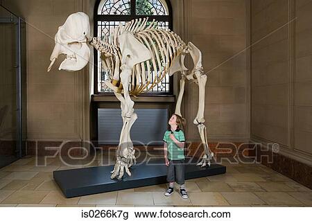Stock Image - Boy looking at an elephant skeleton. Fotosearch