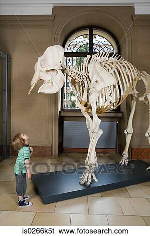Boy looking at an elephant skeleton View Large Photo Image Stock Photograph - Boy looking at an elephant skeleton. Fotosearch