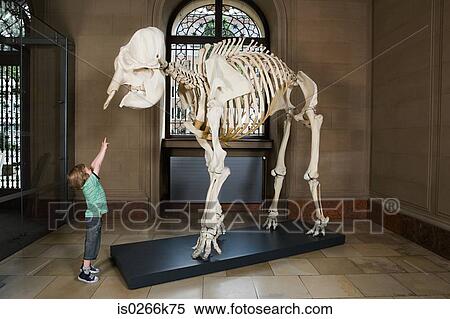 Stock Photography - Boy looking at an elephant skeleton. Fotosearch