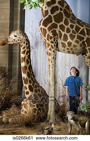 Boy standing beneath a giraffe View Large Photo Image Stock Image - Boy standing beneath a giraffe. Fotosearch