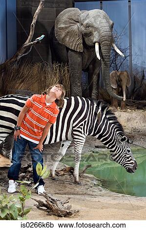 Boy standing by animals in a museum View Large Photo Image Stock Image - Boy standing by animals in a museum. Fotosearch