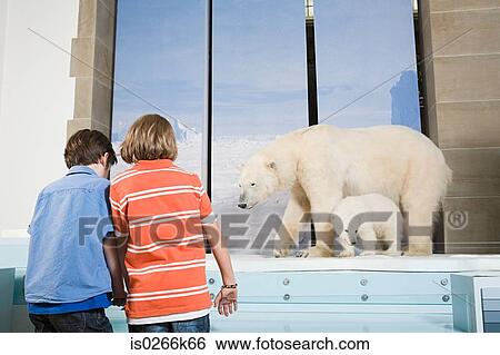 Boys looking at polar bears in a museum View Large Photo Image Stock Photograph - Boys looking at polar bears in a museum. Fotosearch