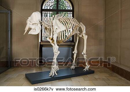 Elephant skeleton in a museum View Large Photo Image Stock Photo - Elephant skeleton in a museum. Fotosearch
