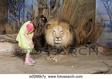 Girl looking at a stuffed lion in a museum View Large Photo Image Stock Photo - Girl looking at a stuffed lion in a museum. Fotosearch