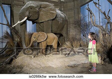 Girl looking at elephants in a museum View Large Photo Image Stock Photo - Girl looking at elephants in a museum. Fotosearch