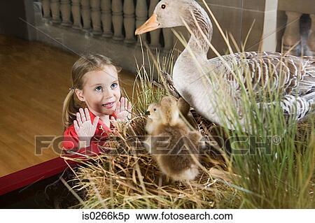 Girl looking at stuffed ducks in a museum View Large Photo Image Stock Photography - Girl looking at stuffed ducks in a museum. Fotosearch