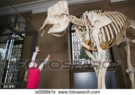 Girl reaching for an elephant skeleton View Large Photo Image Stock Image - Girl reaching for an elephant skeleton. Fotosearch