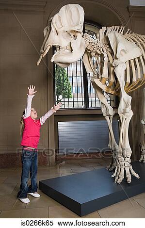 Stock Photography - Girl reaching for an elephant skeleton. Fotosearch