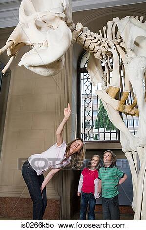 Mother and children looking at an elephant skeleton View Large Photo Image Picture - Mother and children looking at an elephant skeleton. Fotosearch