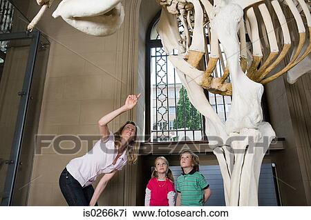 Mother and children looking at an elephant skeleton View Large Photo Image Stock Image - Mother and children looking at an elephant skeleton. Fotosearch