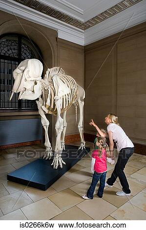 Mother and children looking at an elephant skeleton View Large Photo Image Stock Photo - Mother and children looking at an elephant skeleton. Fotosearch