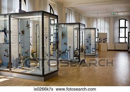 Stock Photograph - Stuffed birds in a museum. Fotosearch