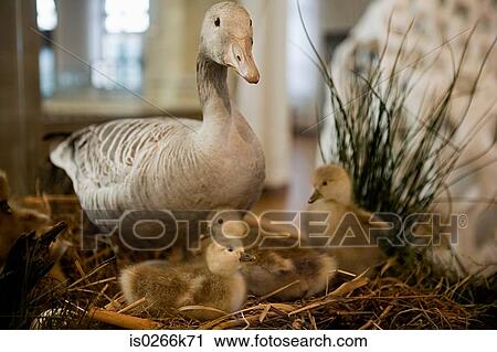Stock Image - Stuffed duck and ducklings. Fotosearch