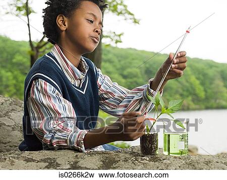 A boy doing an experiment on a plant View Large Photo Image Stock Photo - A boy doing an experiment on a plant. Fotosearch