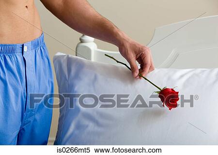 A man putting a rose on a pillow View Large Photo Image Stock Photography - A man putting a rose on a pillow. Fotosearch
