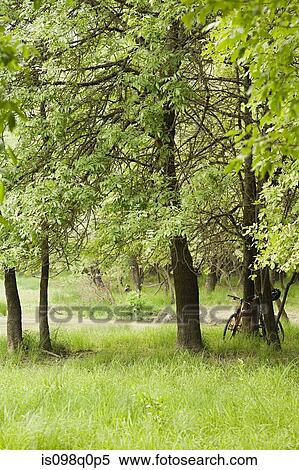 Bicycle and trees View Large Photo Image Stock Photography - Bicycle and trees. Fotosearch