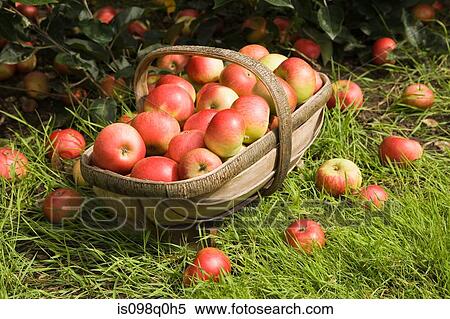 A basket full of apples View Large Photo Image Stock Photography - A basket full of apples. Fotosearch