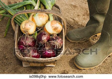 A basket of fresh onions View Large Photo Image Stock Photography - A basket of fresh onions. Fotosearch
