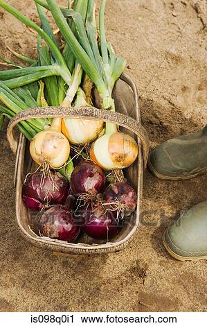 Stock Image - Fresh onions in a basket. Fotosearch