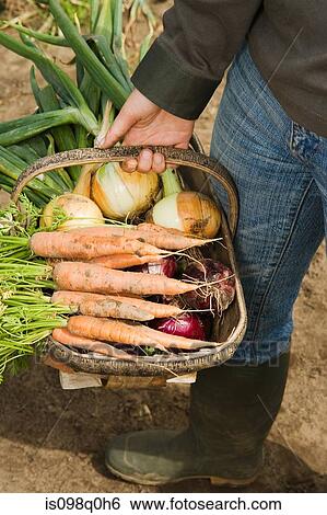Fresh vegetables in a basket View Large Photo Image Stock Photograph - Fresh vegetables in a basket. Fotosearch