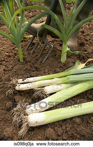 Gardener digging up leeks View Large Photo Image Stock Image - Gardener digging up leeks. Fotosearch