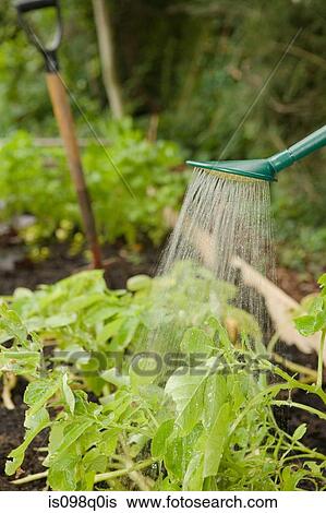 Plants being watered View Large Photo Image Stock Photograph - Plants being watered. Fotosearch