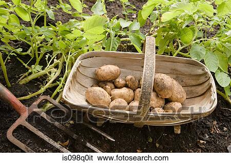 Potatoes in a basket View Large Photo Image Stock Photograph - Potatoes in a basket. Fotosearch