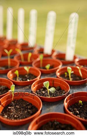 Saplings in flower pots View Large Photo Image Stock Image - Saplings in flower pots. Fotosearch